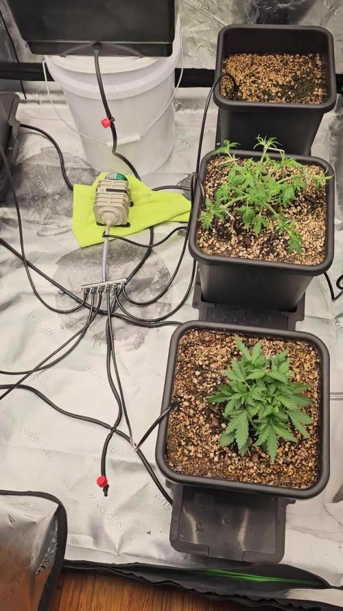 Mephisto Genetics  - Cobbler Crisp