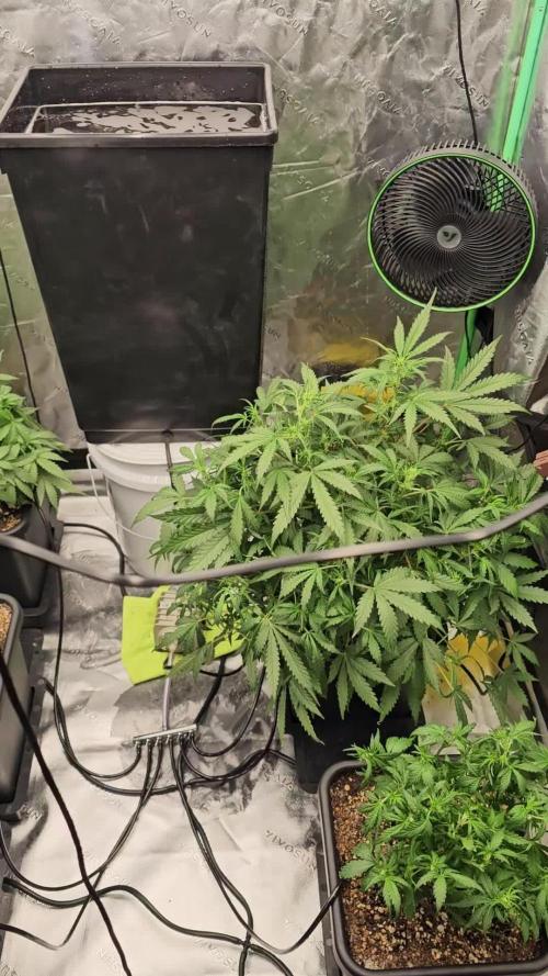 Mephisto Genetics  - Cobbler Crisp