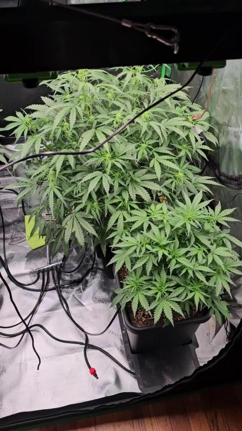 Mephisto Genetics  - Cobbler Crisp