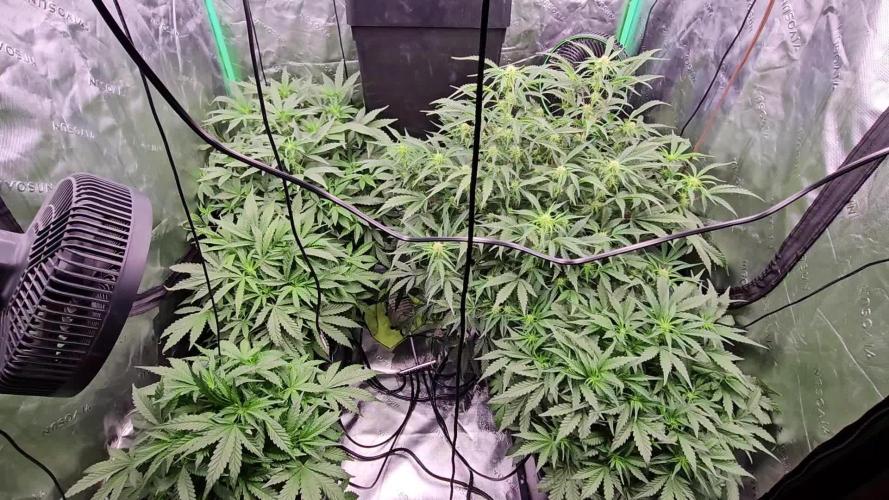 Mephisto Genetics  - Cobbler Crisp