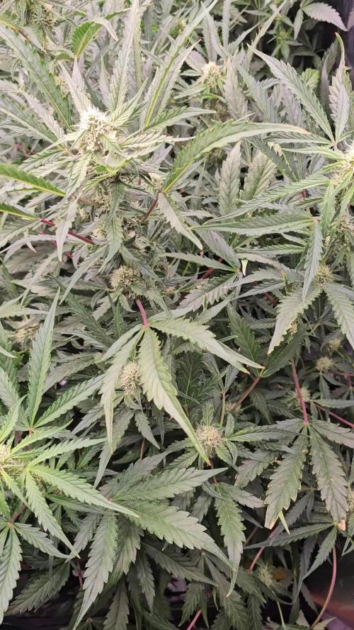 Mephisto Genetics  - Cobbler Crisp