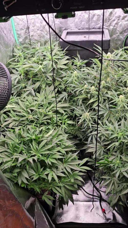 Mephisto Genetics  - Cobbler Crisp