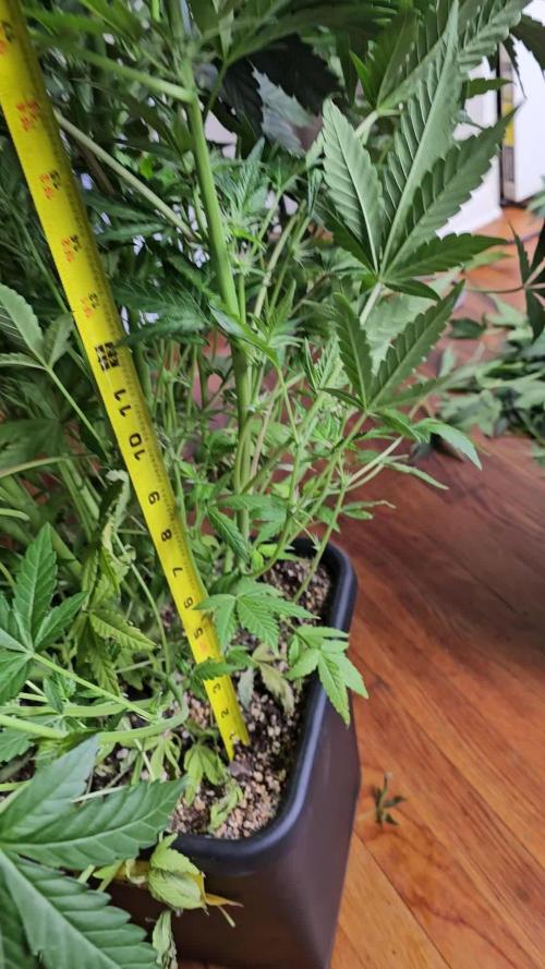 Mephisto Genetics  - Cobbler Crisp