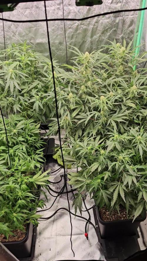 Mephisto Genetics  - Cobbler Crisp
