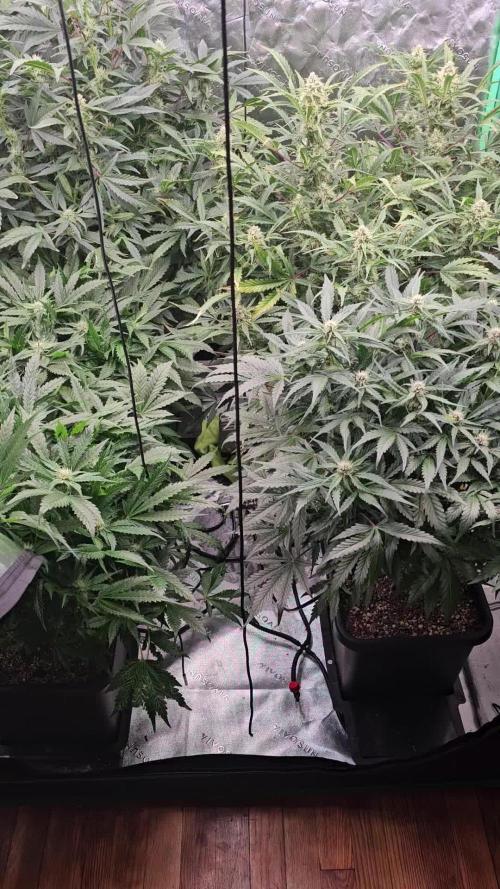 Mephisto Genetics  - Cobbler Crisp