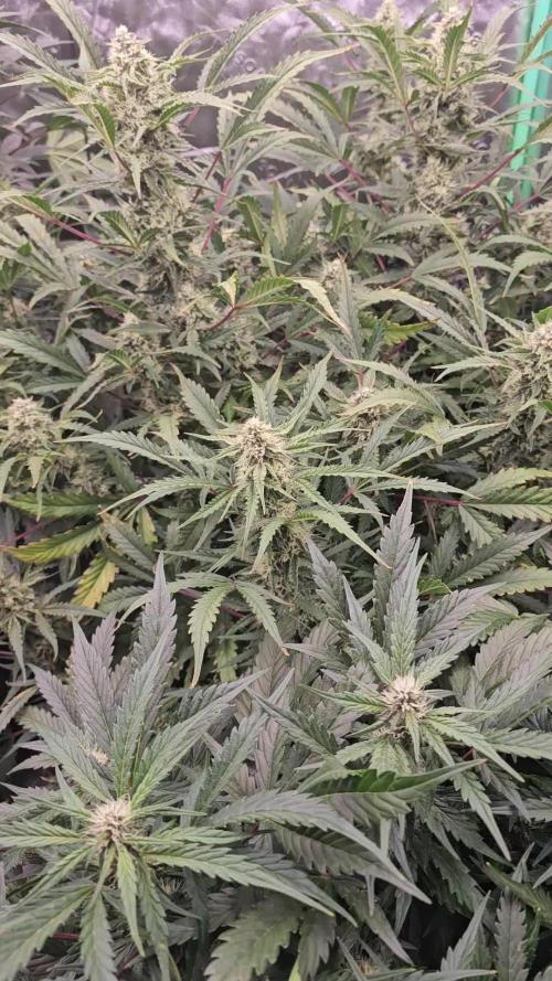 Mephisto Genetics  - Cobbler Crisp