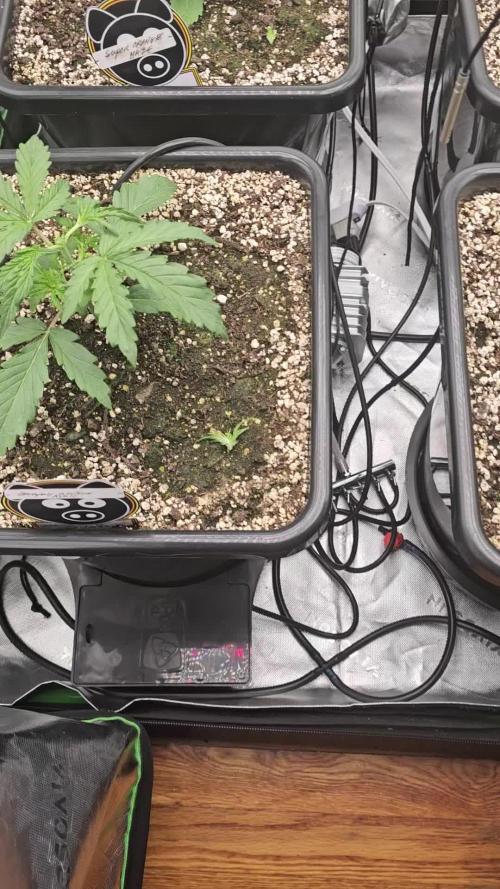 Super Orange Haze (2); Grape Walker Kush