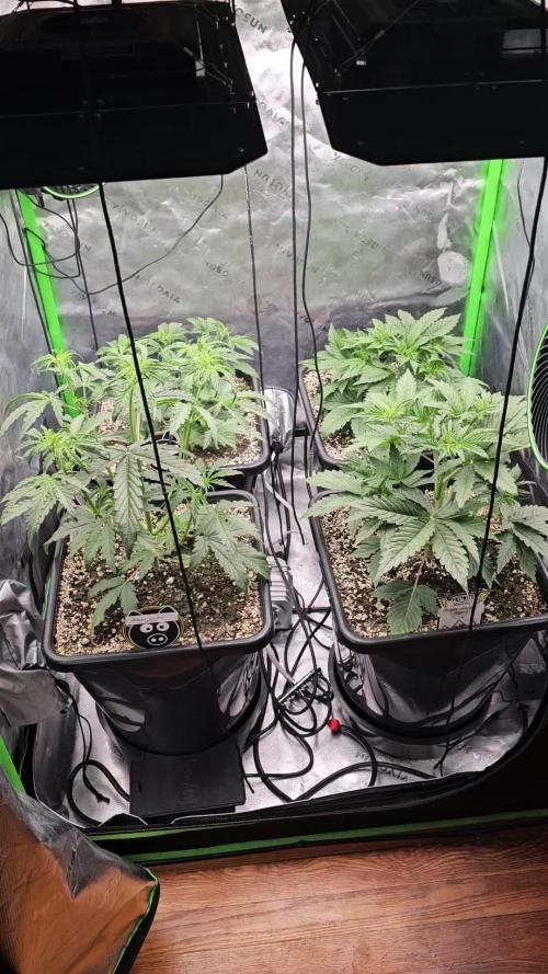 Super Orange Haze (2); Grape Walker Kush