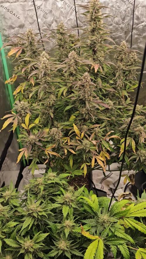 Mephisto Genetics  - Cobbler Crisp