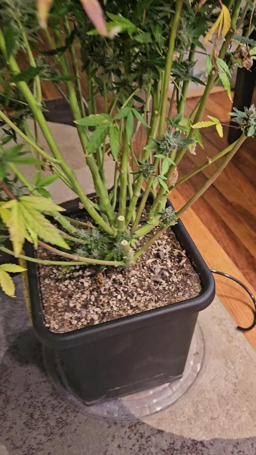Mephisto Genetics  - Cobbler Crisp