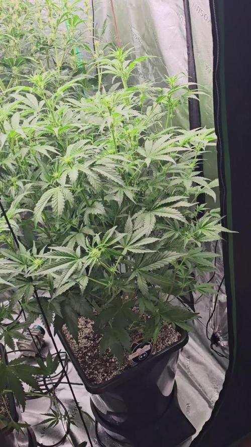 Super Orange Haze (2); Grape Walker Kush