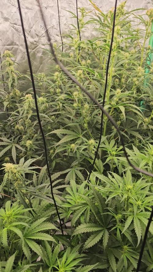 Super Orange Haze (2); Grape Walker Kush