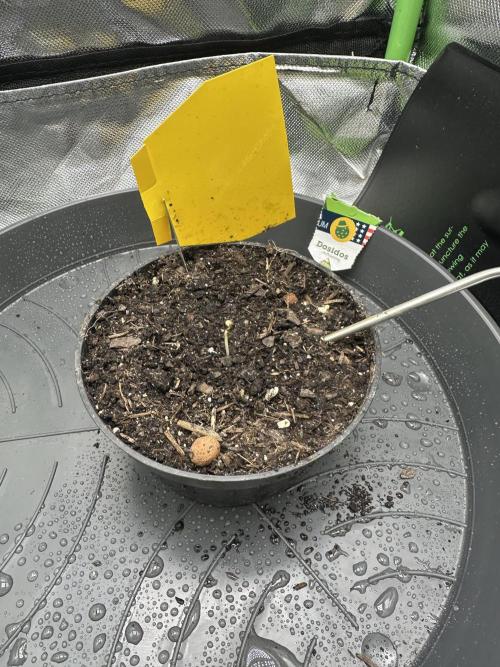 DoSiDos Auto. RQS. Week 0 - 06.11.25 - 22:25h
1,5cm
Roottemp.: 24°C
Light on and height: 58cm