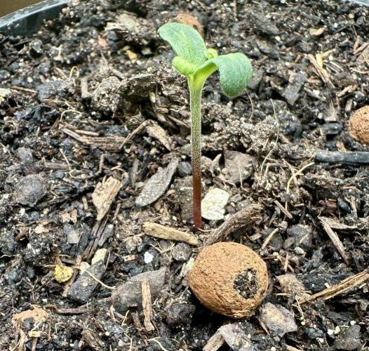 DoSiDos Auto. RQS. Week 0 - 09.11.25 - 23:00 
Humidity low. Germ leaves hang a lil. Lil. greenhouse added. 
