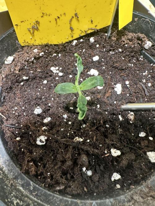 DoSiDos Auto. RQS. Week 1 - I have never experienced so much of a sad start. 