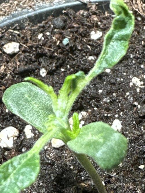 DoSiDos Auto. RQS. Week 1 - Something is going. Let's see if the ugly duckling becomes another swan.