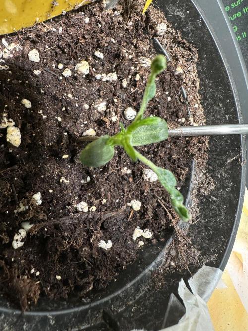 DoSiDos Auto. RQS. Week 1 - 18.11.2025
Strange growth continues.