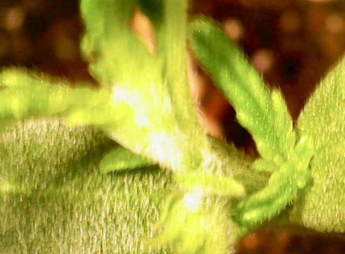 DoSiDos Auto. RQS. Week 1 - 18.11.25
Strange growth continues.