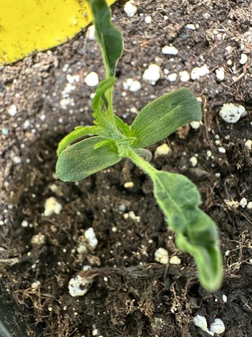 DoSiDos Auto. RQS. Week 1 - 18.11.25
Strange growth continues.