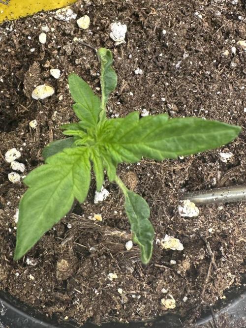 DoSiDos Auto. RQS. Week 2 - 21.11.2025