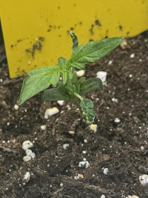 DoSiDos Auto. RQS. Week 2 - 21.11.2025