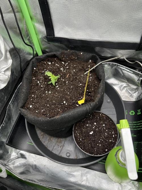 DoSiDos Auto. RQS. Week 2 - 22.11.2025
Repotted.