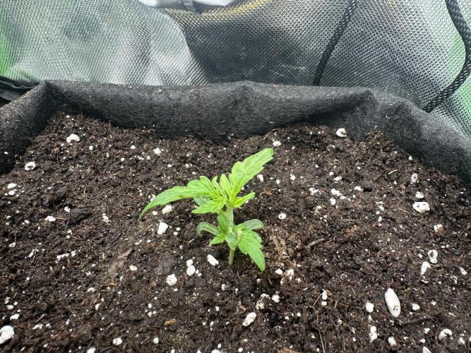 DoSiDos Auto. RQS. Week 2 - 22.11.2025
Repotted.