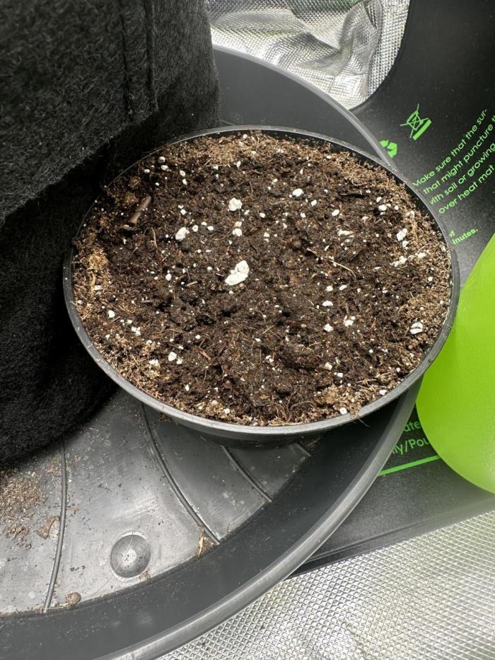 Sour Strawberry. Week 0 - 0,5l
Soil: 24°C
Humidity: 56%