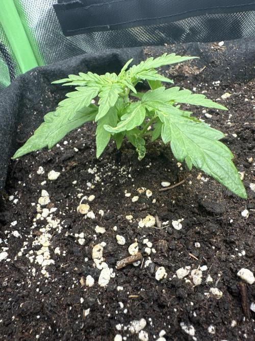 DoSiDos Auto. RQS. Week 3