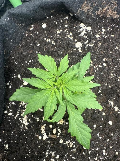 DoSiDos Auto. RQS. Week 3