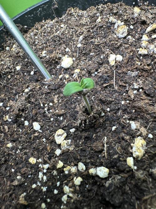 Purple Haze X Malawi. Week 1 - 30.11.2025
H = 6cm