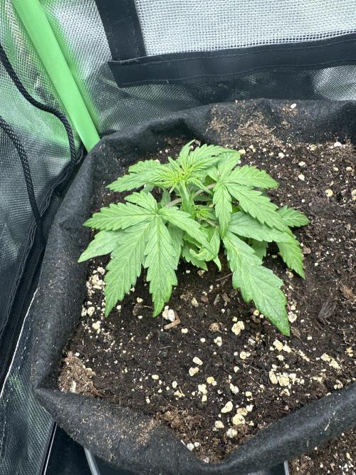 DoSiDos Auto. RQS. Week 3 - 30.11.2025