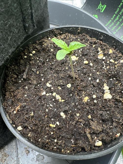 Purple Haze X Malawi. Week 1 - 02.11.2025