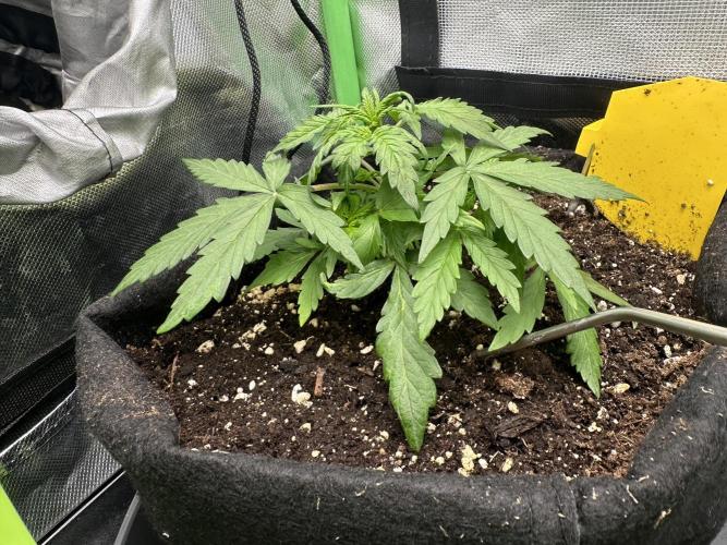 DoSiDos Auto. RQS. Week 3 - 02.12.2025