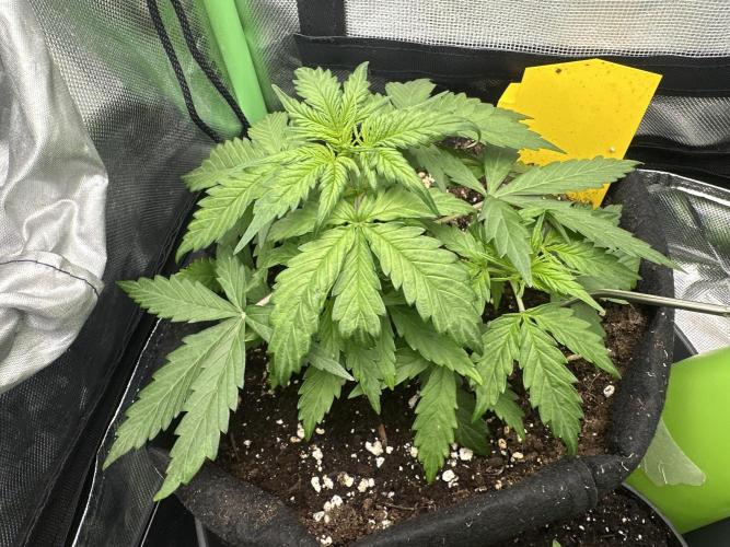 DoSiDos Auto. RQS. Week 3 - 04.12.2025