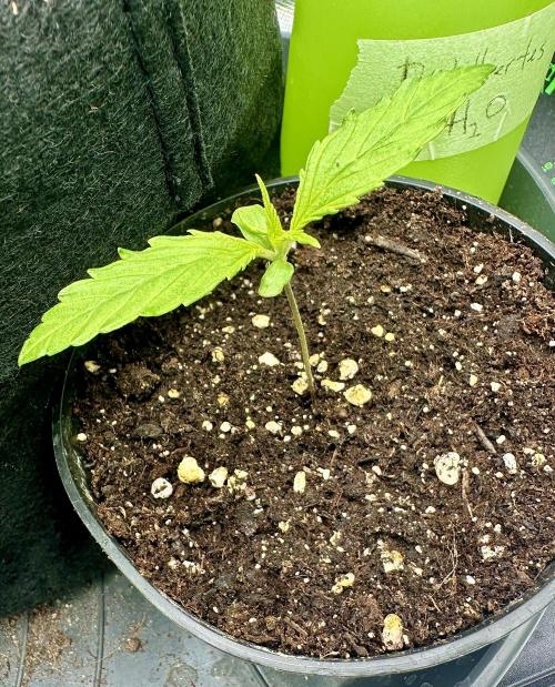 Purple Haze X Malawi. Week 1 - 06.12.2025