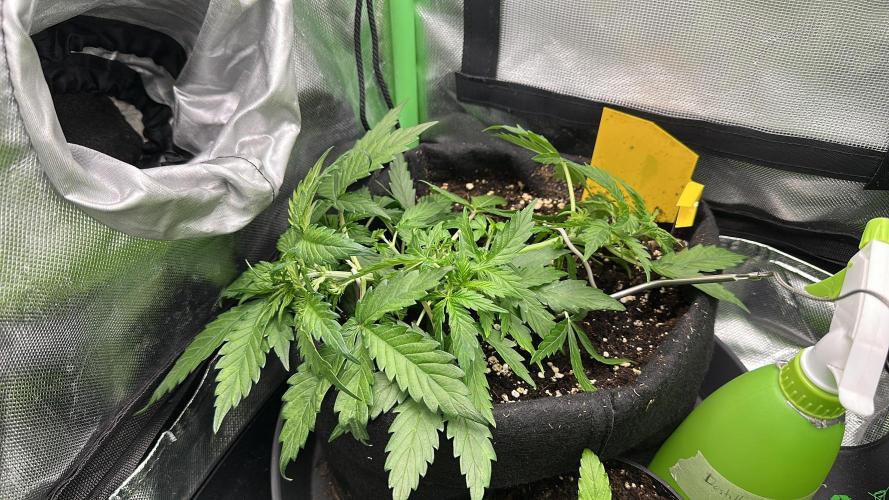 DoSiDos Auto. RQS. Week 4 - 07.12.1025