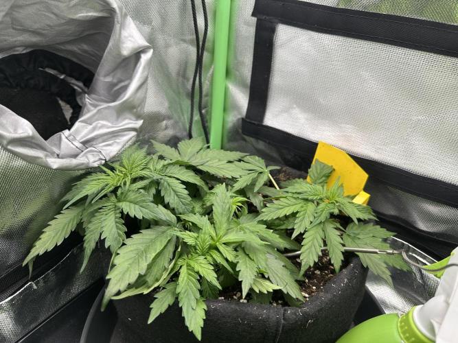 DoSiDos Auto. RQS. Week 4 - 08.12.2025