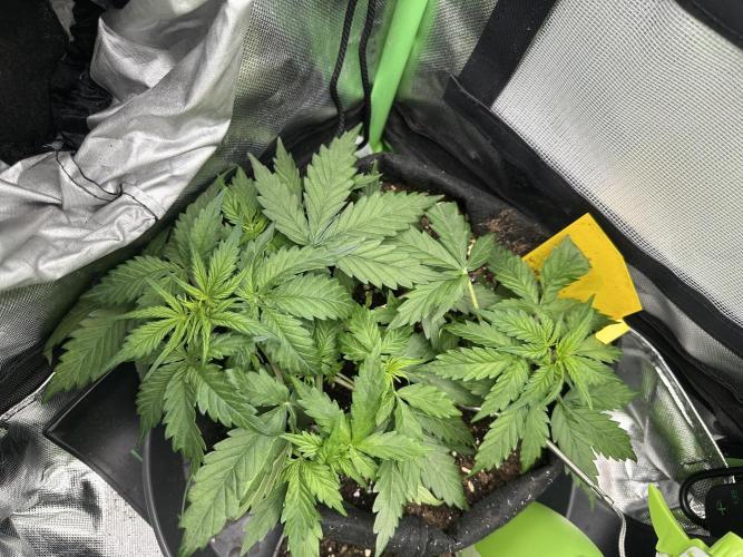 DoSiDos Auto. RQS. Week 4 - 11.12.2025