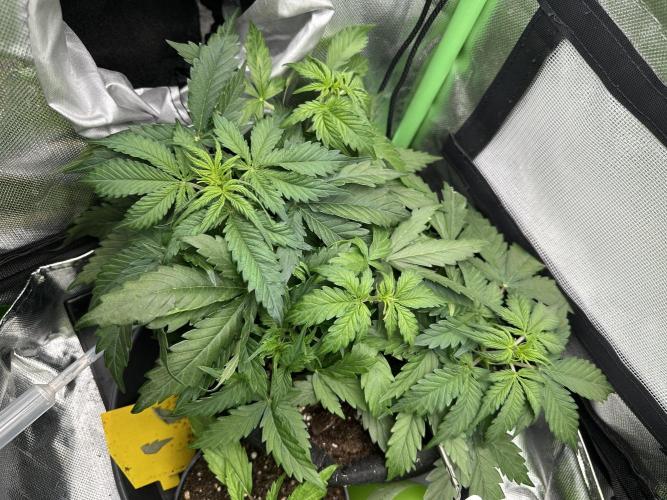 DoSiDos Auto. RQS. Week 4 - 12.12.1025