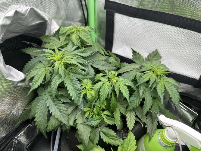 DoSiDos Auto. RQS. Week 4