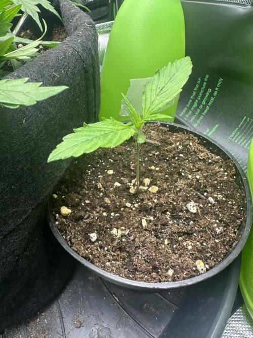 Purple Haze X Malawi. Week 2