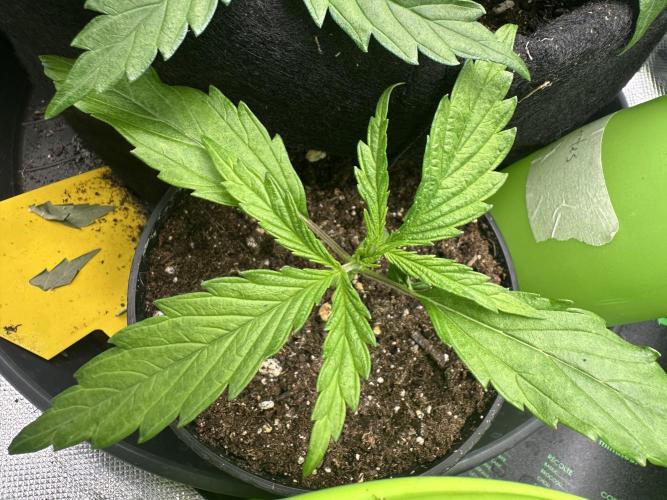 Purple Haze X Malawi. Week 2