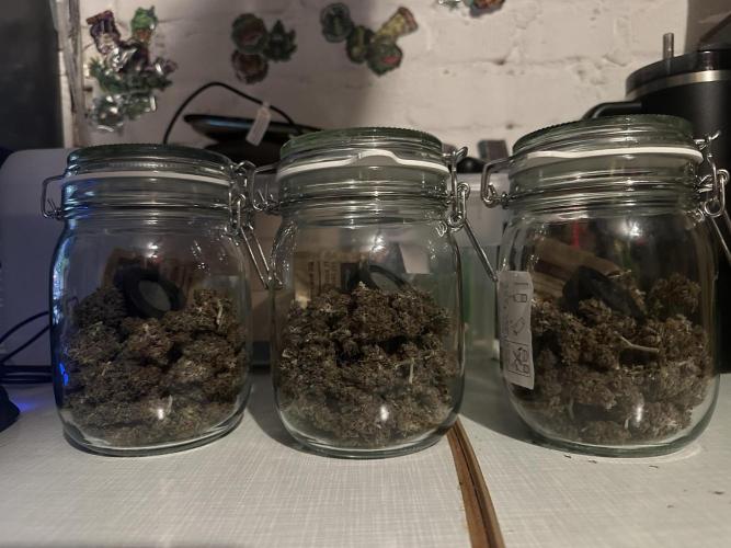 DoSiDos Auto. RQS. Week 12
