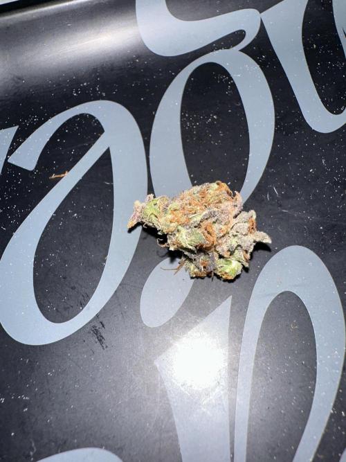 Dos-Si-Dos Auto. Week 12