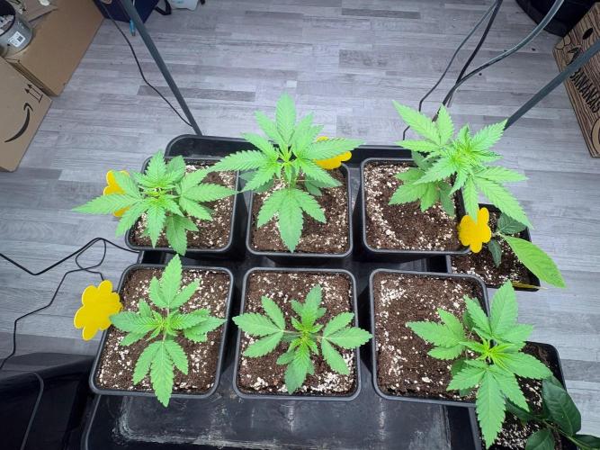P2500. Week 3