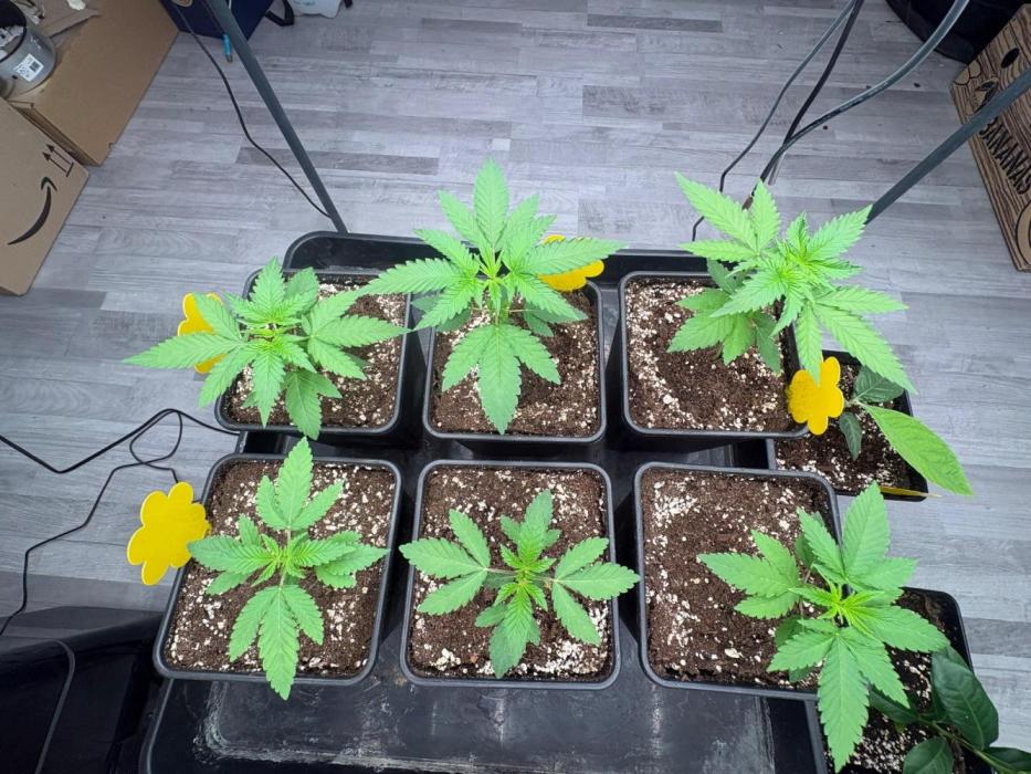 Super Bud Greenhouse. Week 3