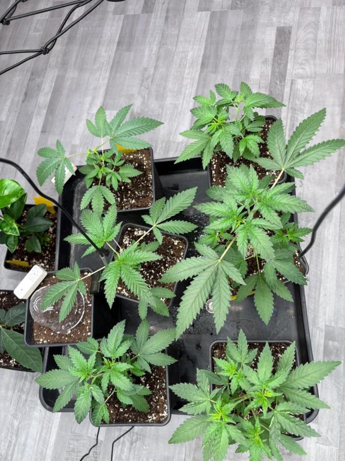 Super Bud Greenhouse. Week 5