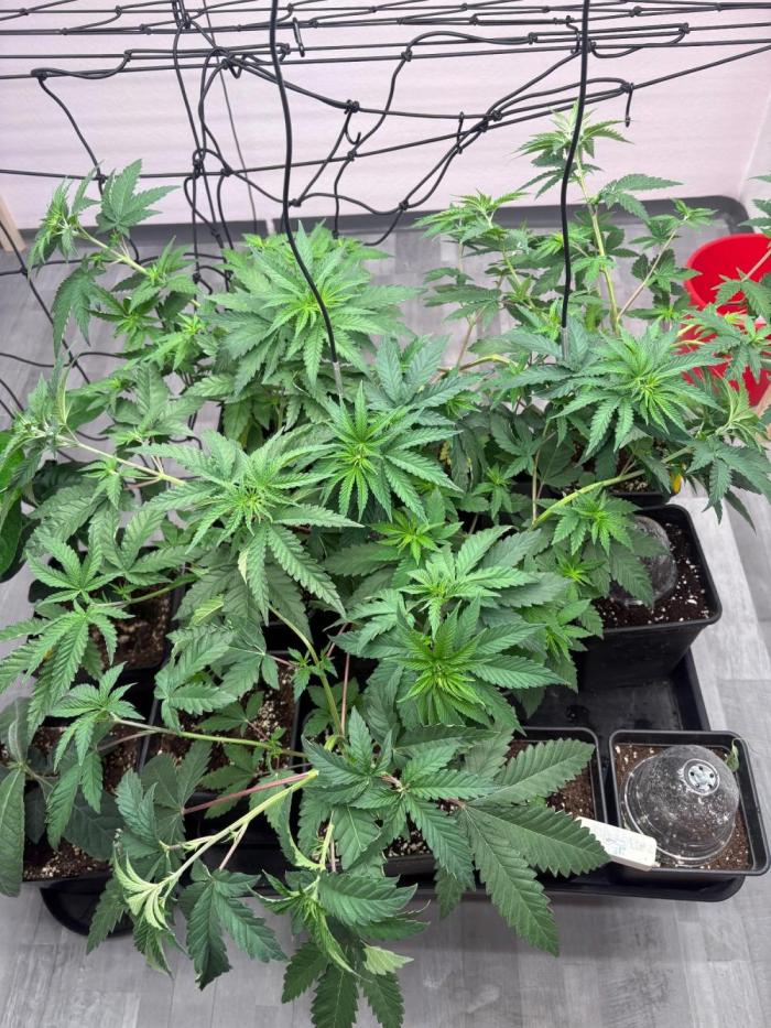 Super Bud Greenhouse. Week 6
