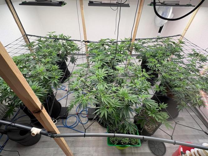 Super Bud Greenhouse. Week 1 - 12/12 Umstellung
